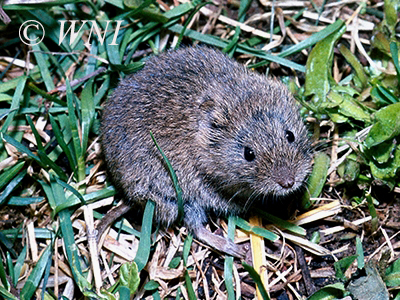 Common Vole (Microtus arvalis)